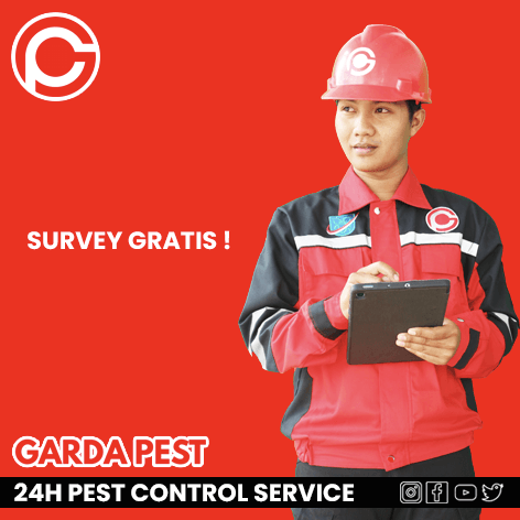 Survey Gratis